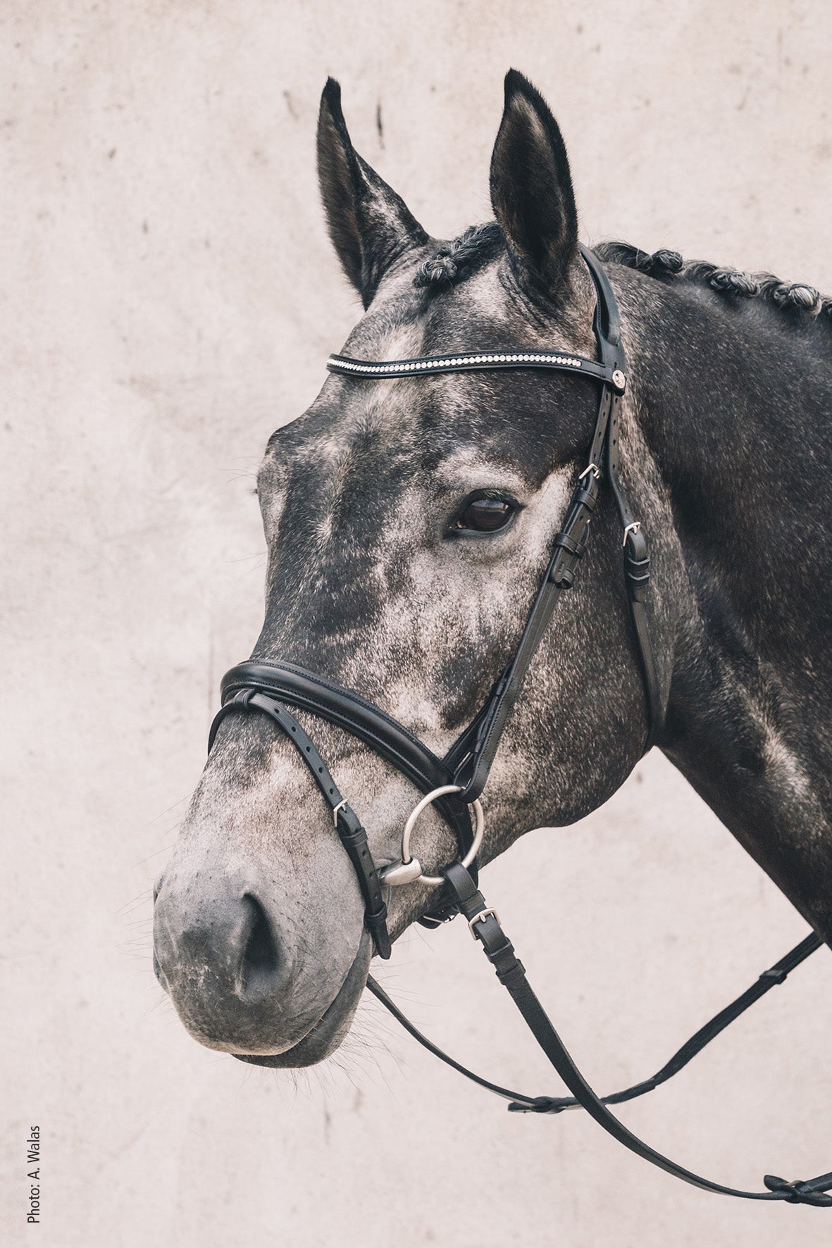 Bridon Oslo Dark Brown - Schockemöhle Sports