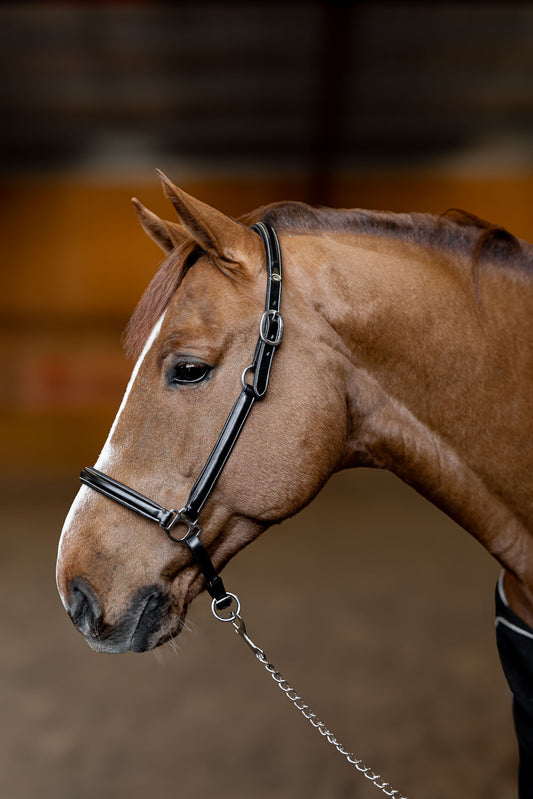 Licol Cuir "LITTLE GROOM" - HFI