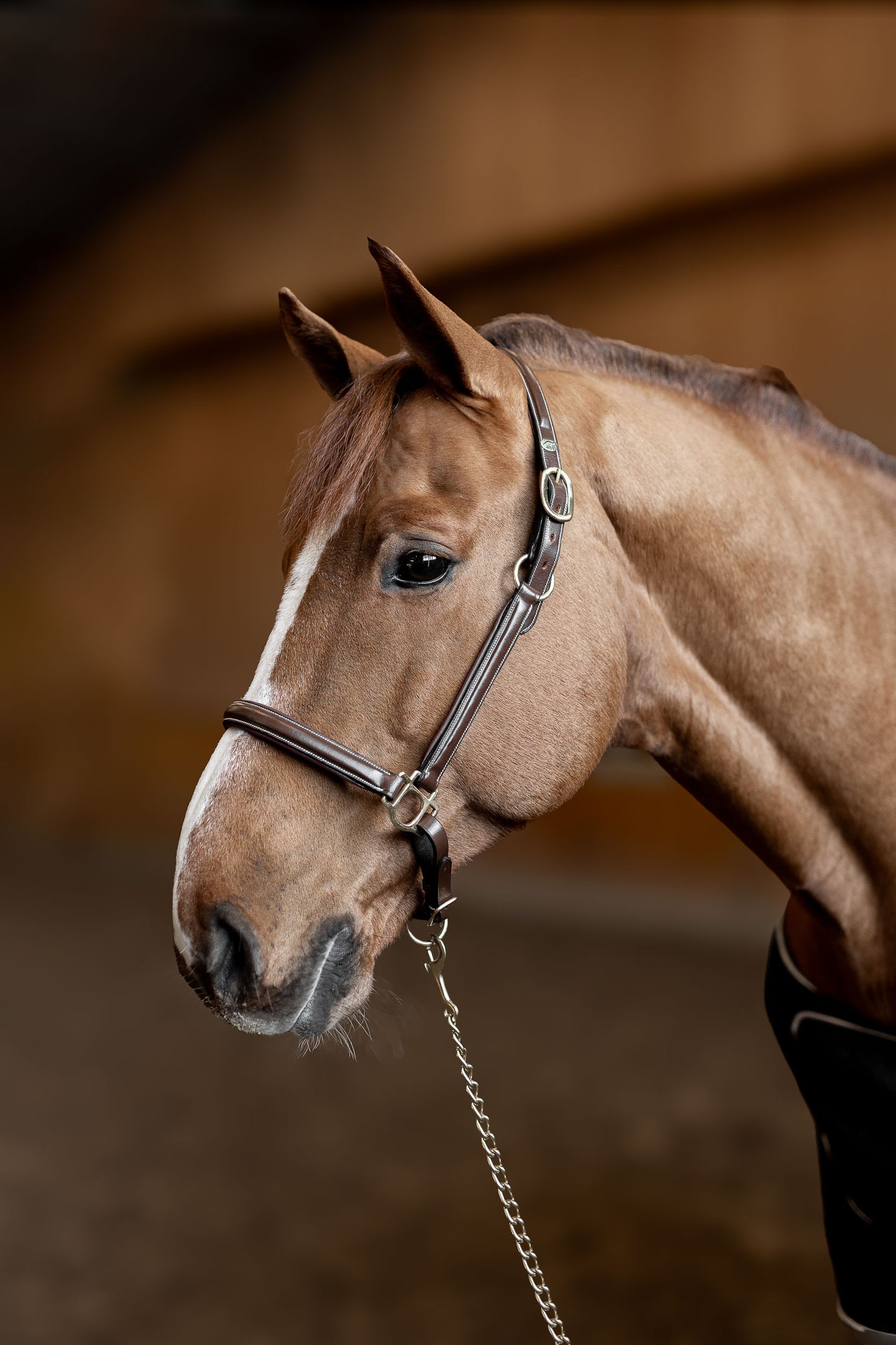 Licol Cuir "LITTLE GROOM" - HFI