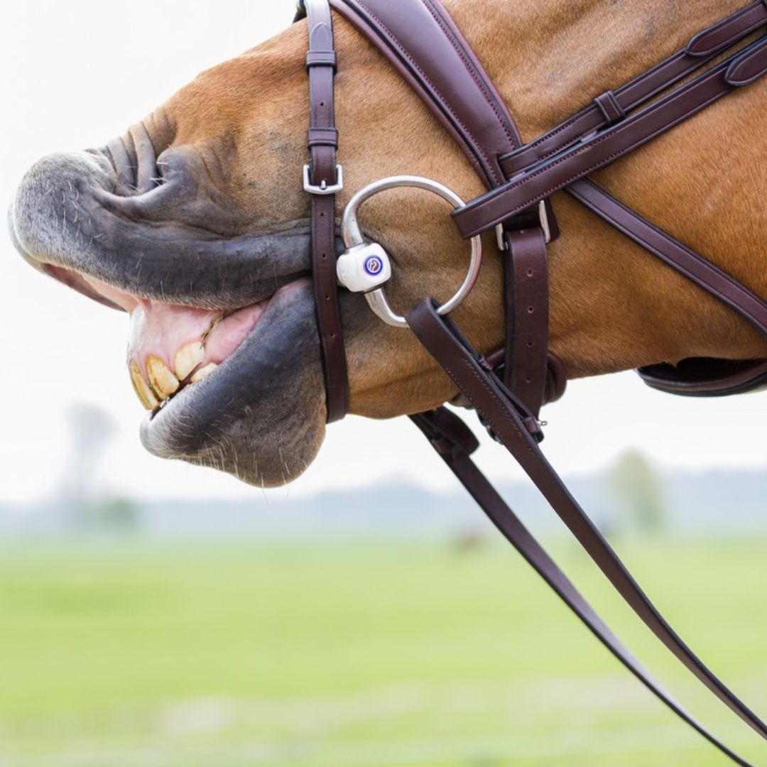 Mors Olive Inno Sense, flexi soft - Trust equestrian