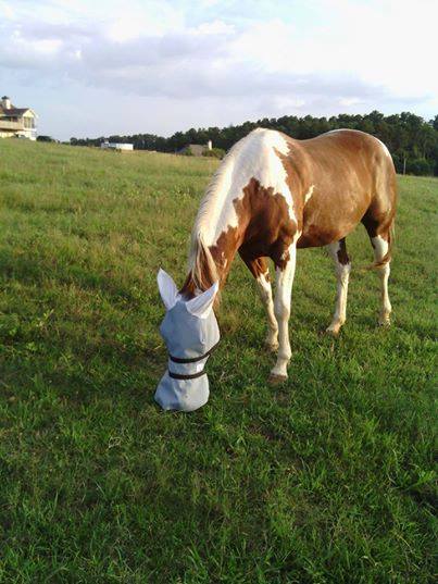Masque intégral avec oreilles, 90% Anti-UV - Nag Horse Ranch
