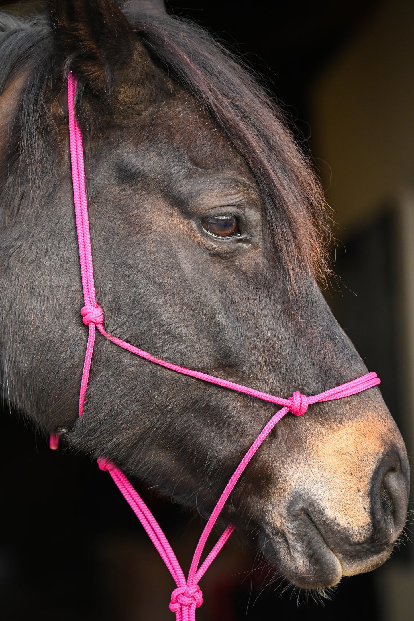 Ethologisches Halfter, Pink - Brockamp