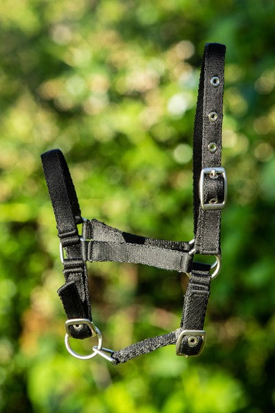 Licol foal nylon - HFI