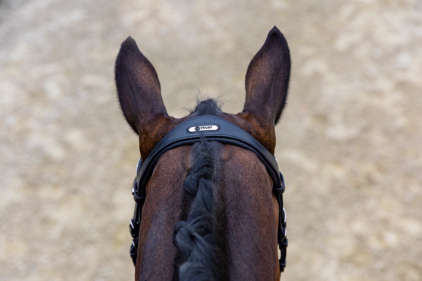 Bridon Vancouver, noir vernis - Trust Equestrian