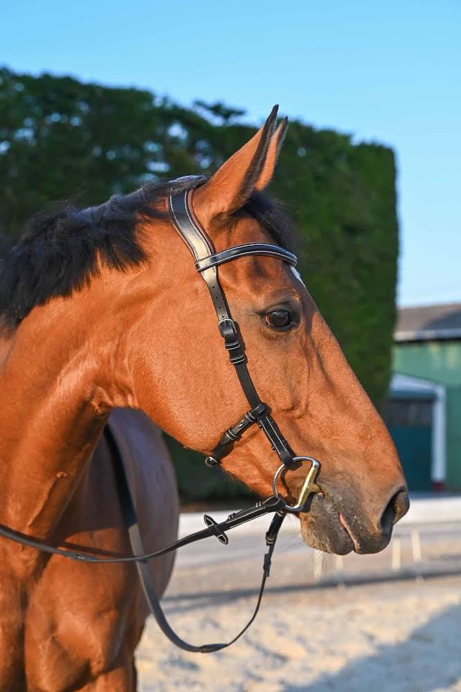 Bridon Liberty, Collection One -Jump'In