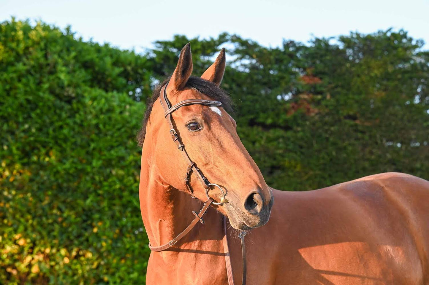 Bridon Liberty, Collection One -Jump'In