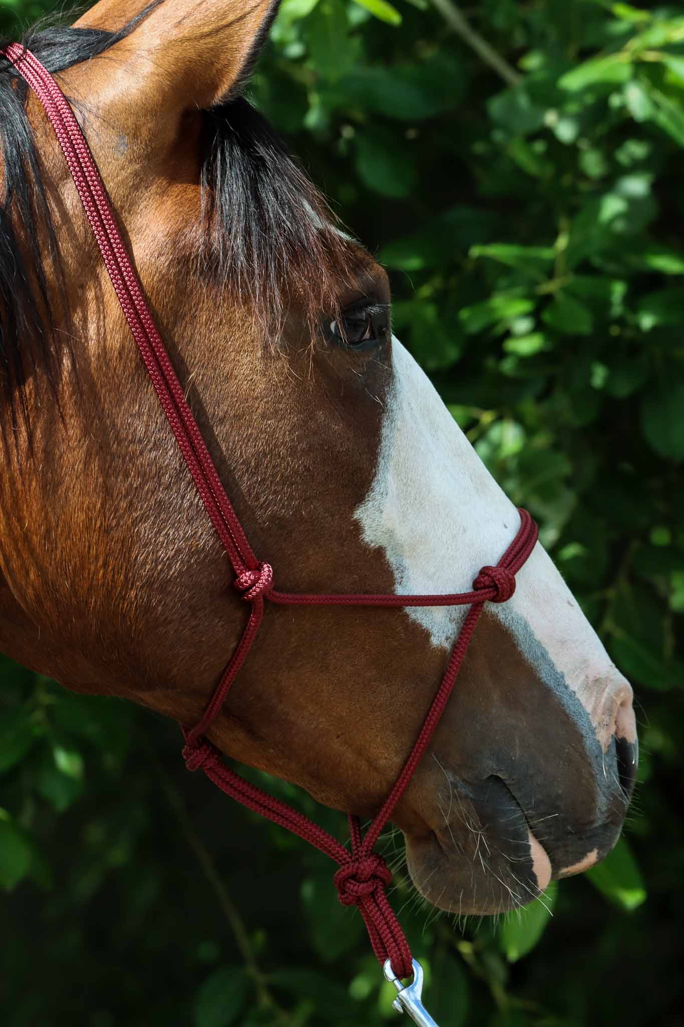 Licol Ethologique, Bordeaux - Brockamp