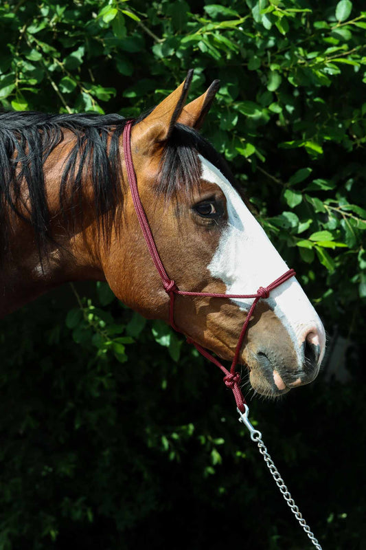 Ethologisches Halfter, Bordeaux - Brockamp