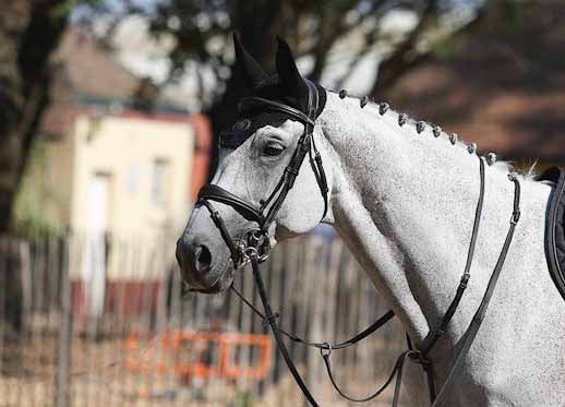 Bridon Bruxelles, Collection One -Jump'In