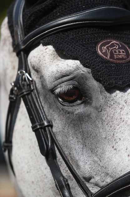 Bridon Bruxelles, Collection One -Jump'In