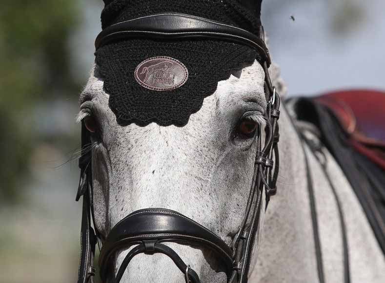 Bridon Bruxelles, Collection One -Jump'In