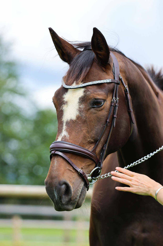 Bridle Hopper - TDET