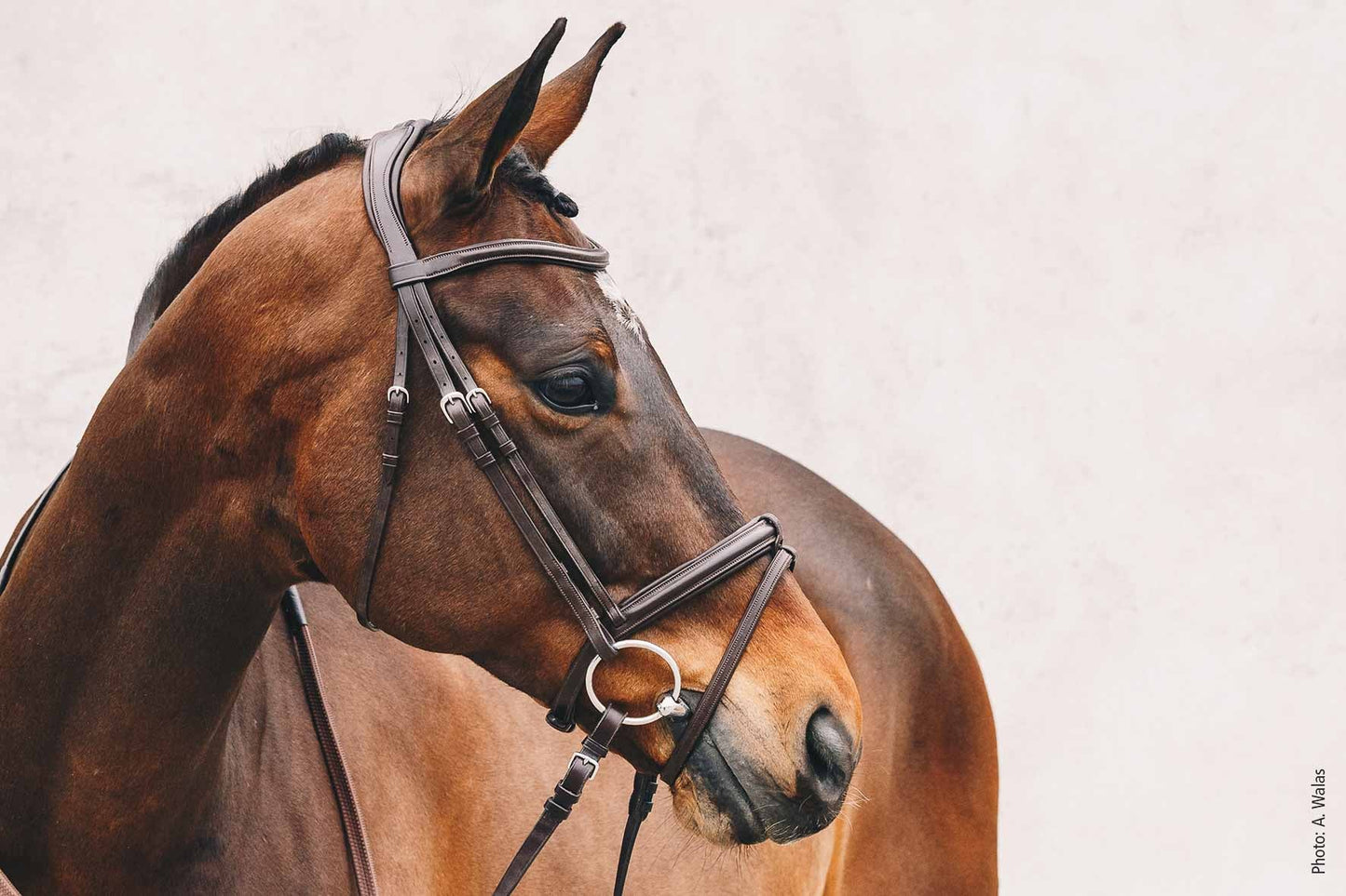 Bridle Tokyo Select, Brown - Schockemöhle Sports