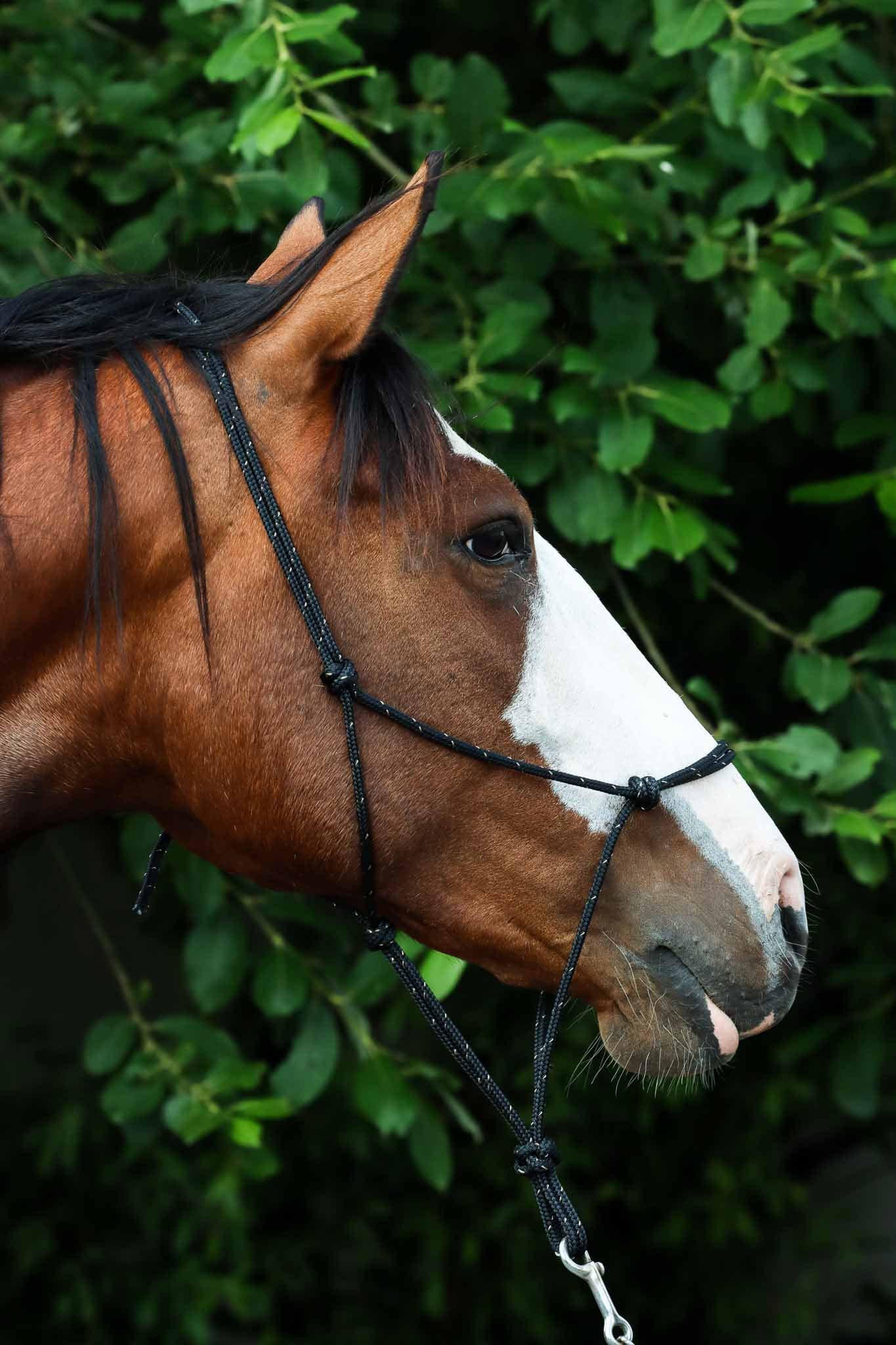 Ethological Halter, Black / Beige - Brockamp