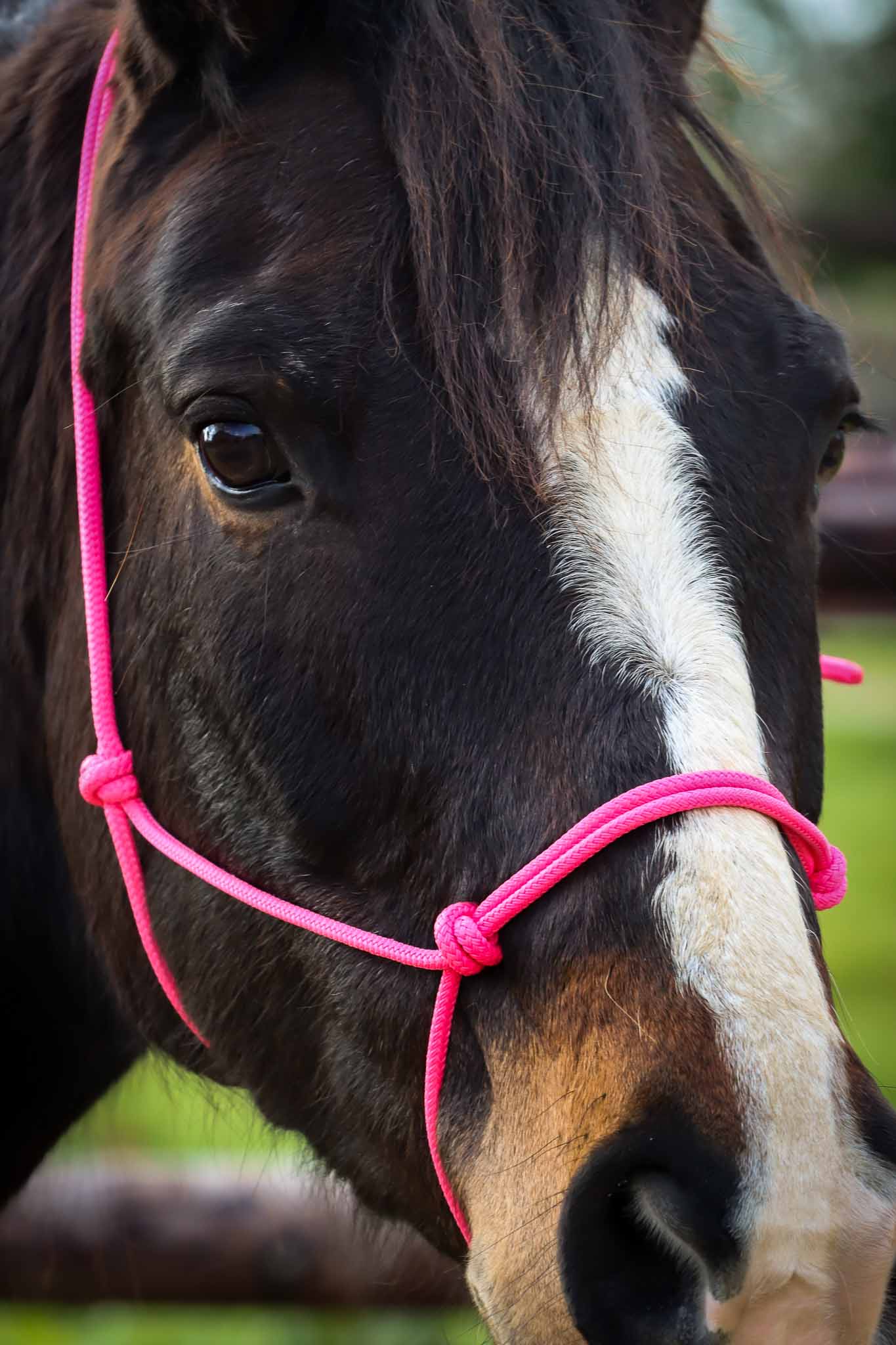 Ethologisches Halfter, Pink - Brockamp