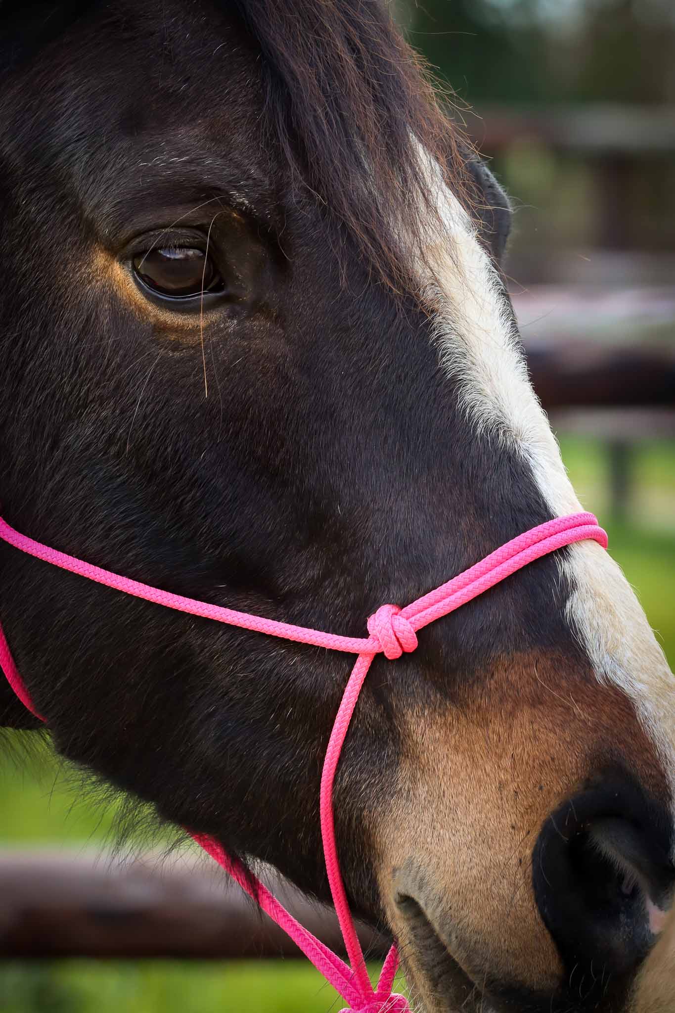 Ethologisches Halfter, Pink - Brockamp