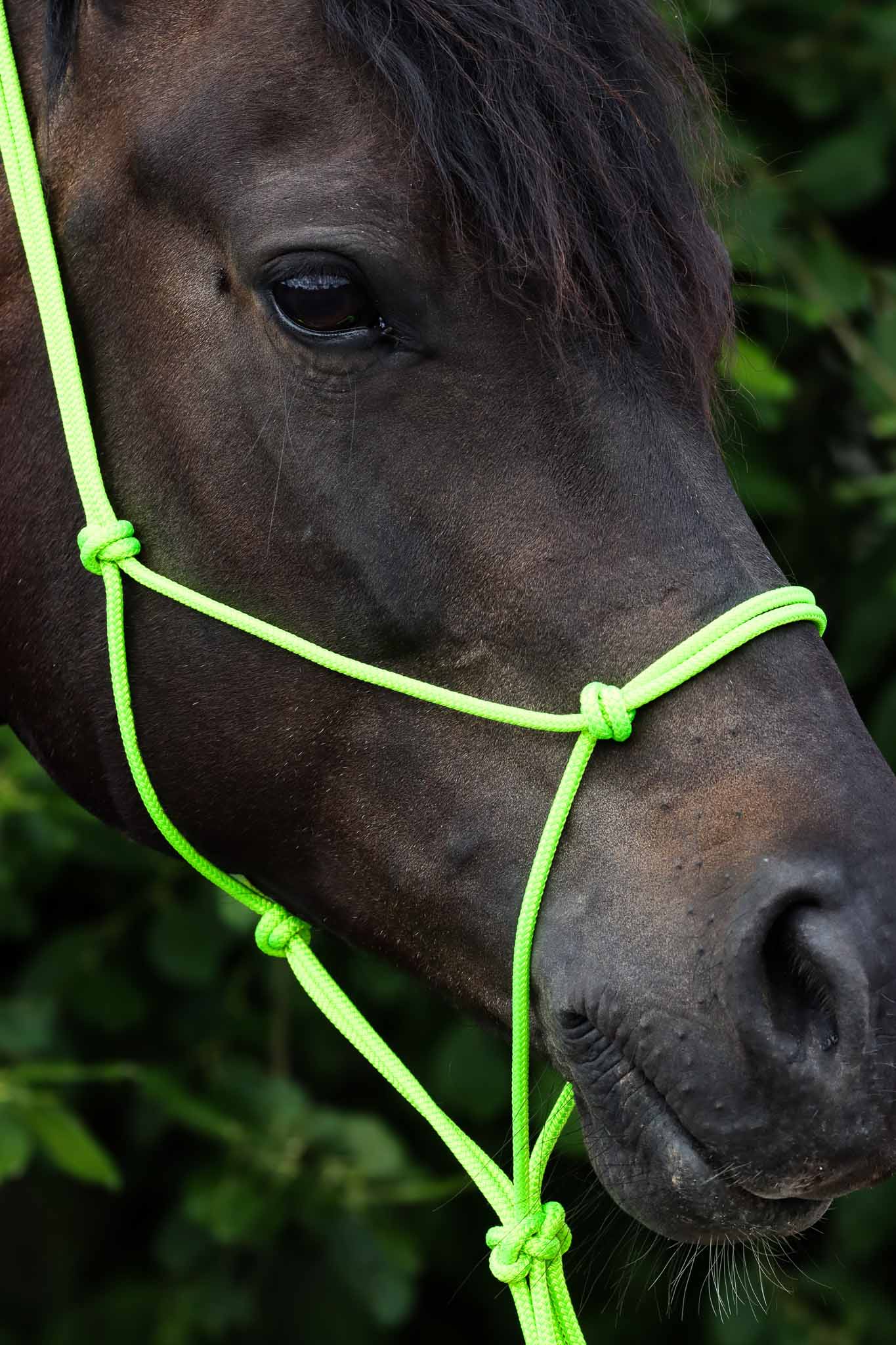 Licol Ethologique, Pistache - Brockamp