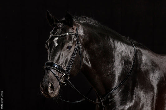 Bridle Stanford Black &amp; White - Schockemöhle Sports