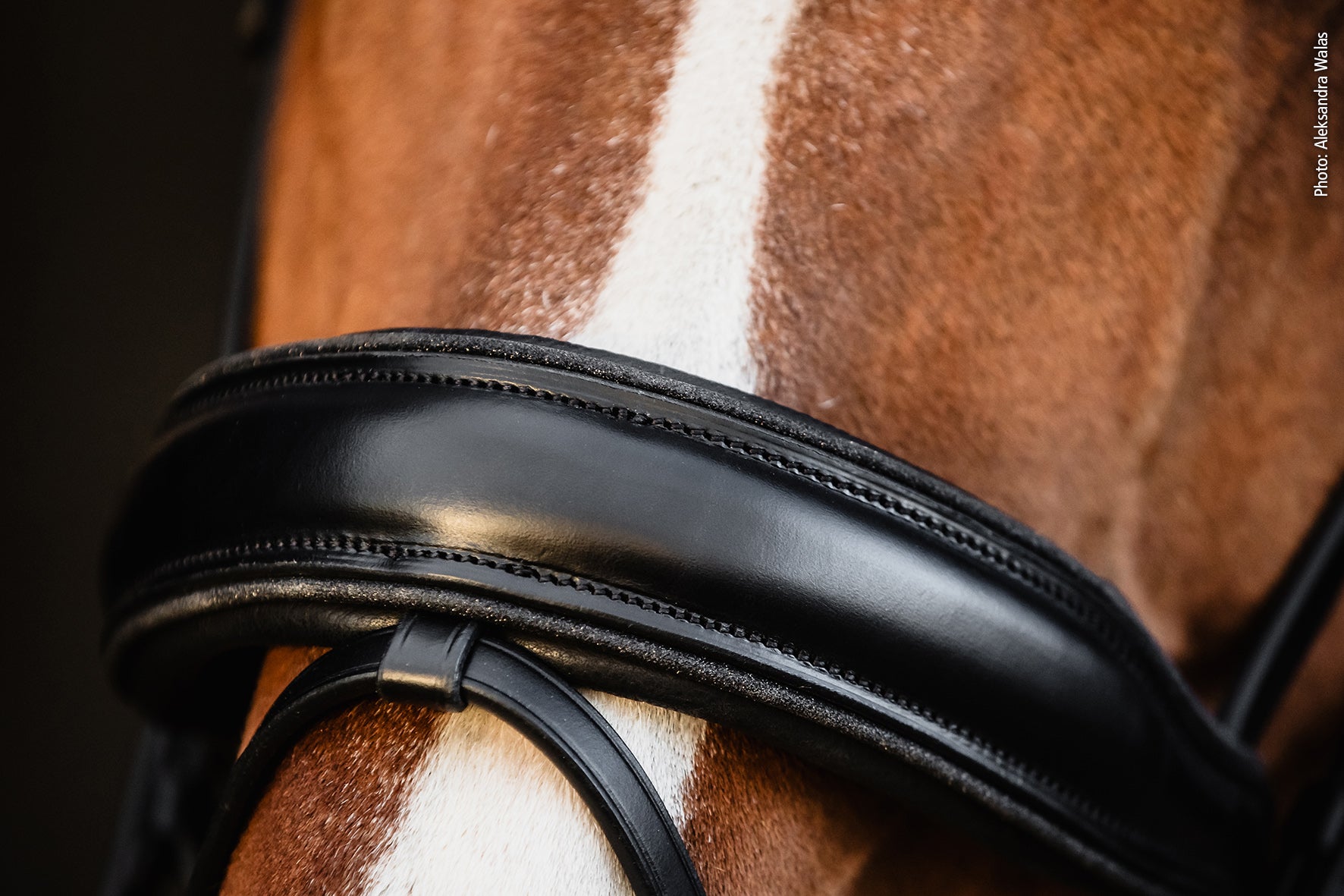 Bridon SP Valencia, noir vernis - Schockemöhle