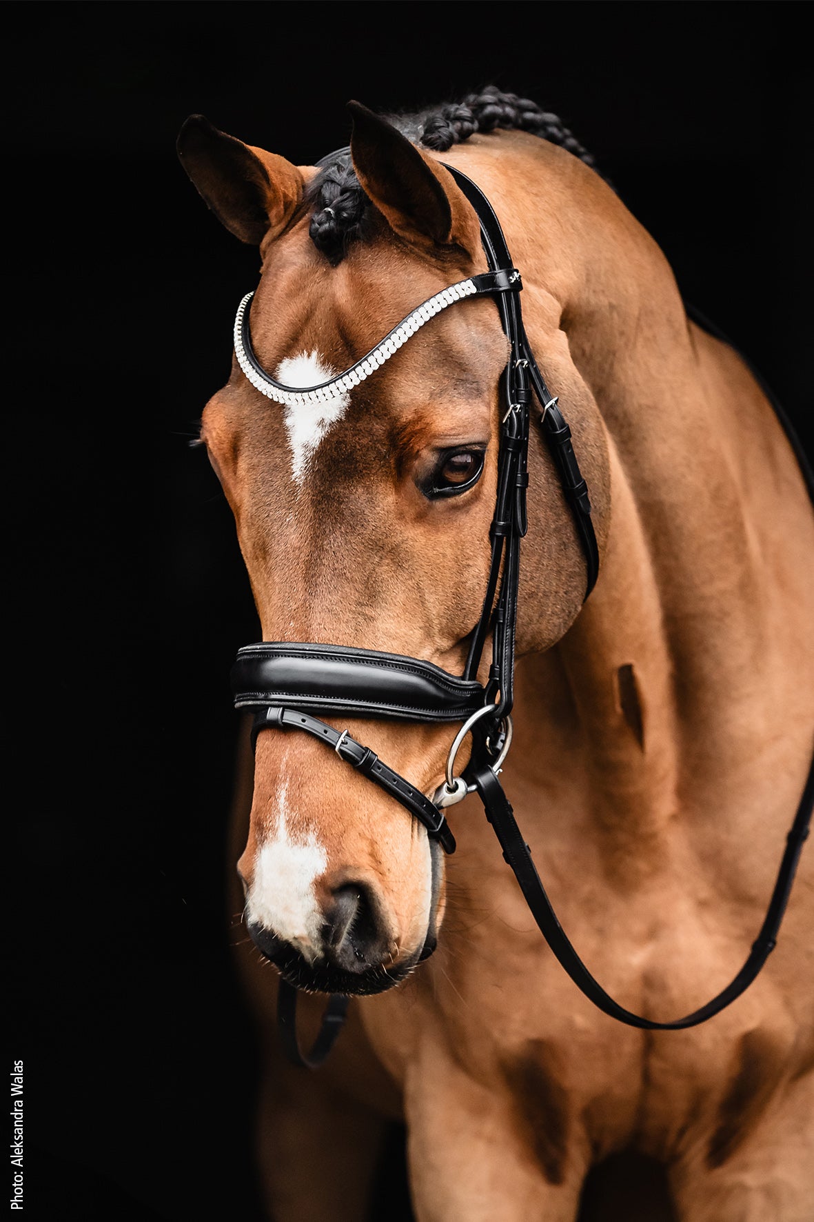 Bridon SP Valencia, noir - Schockemöhle