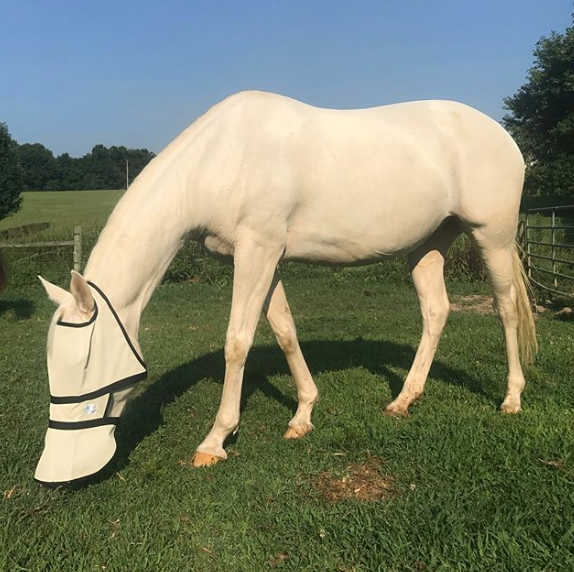 Masque intégral sans oreilles avec moumoute, 90% Anti-UV - Nag Horse Ranch