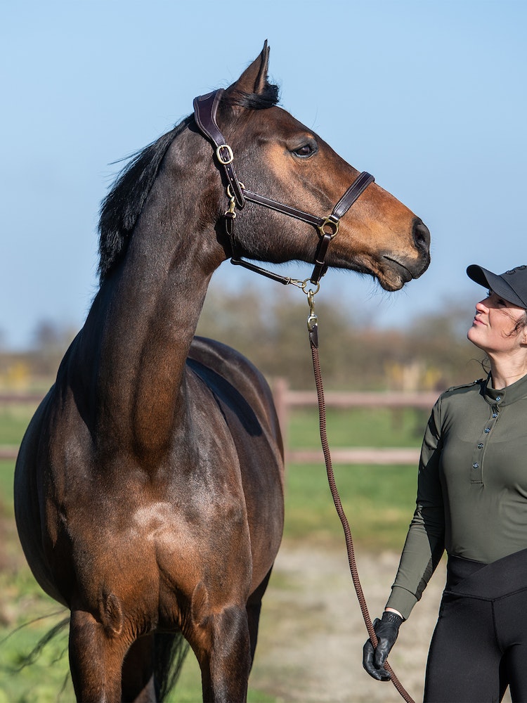 Licol en cuir - Ps of Sweden