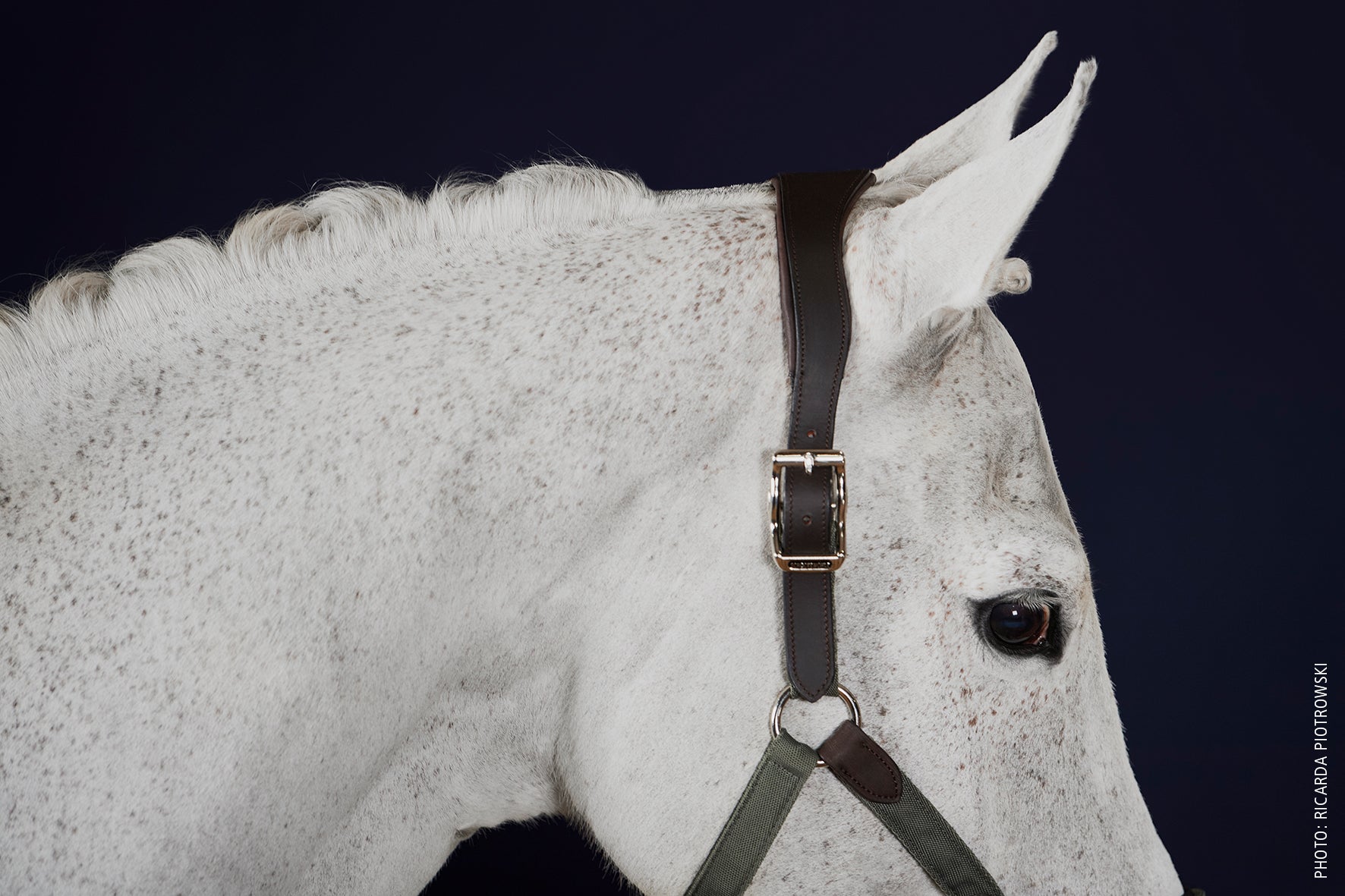 Licol Acron Style, Jungle - Schockemöhle