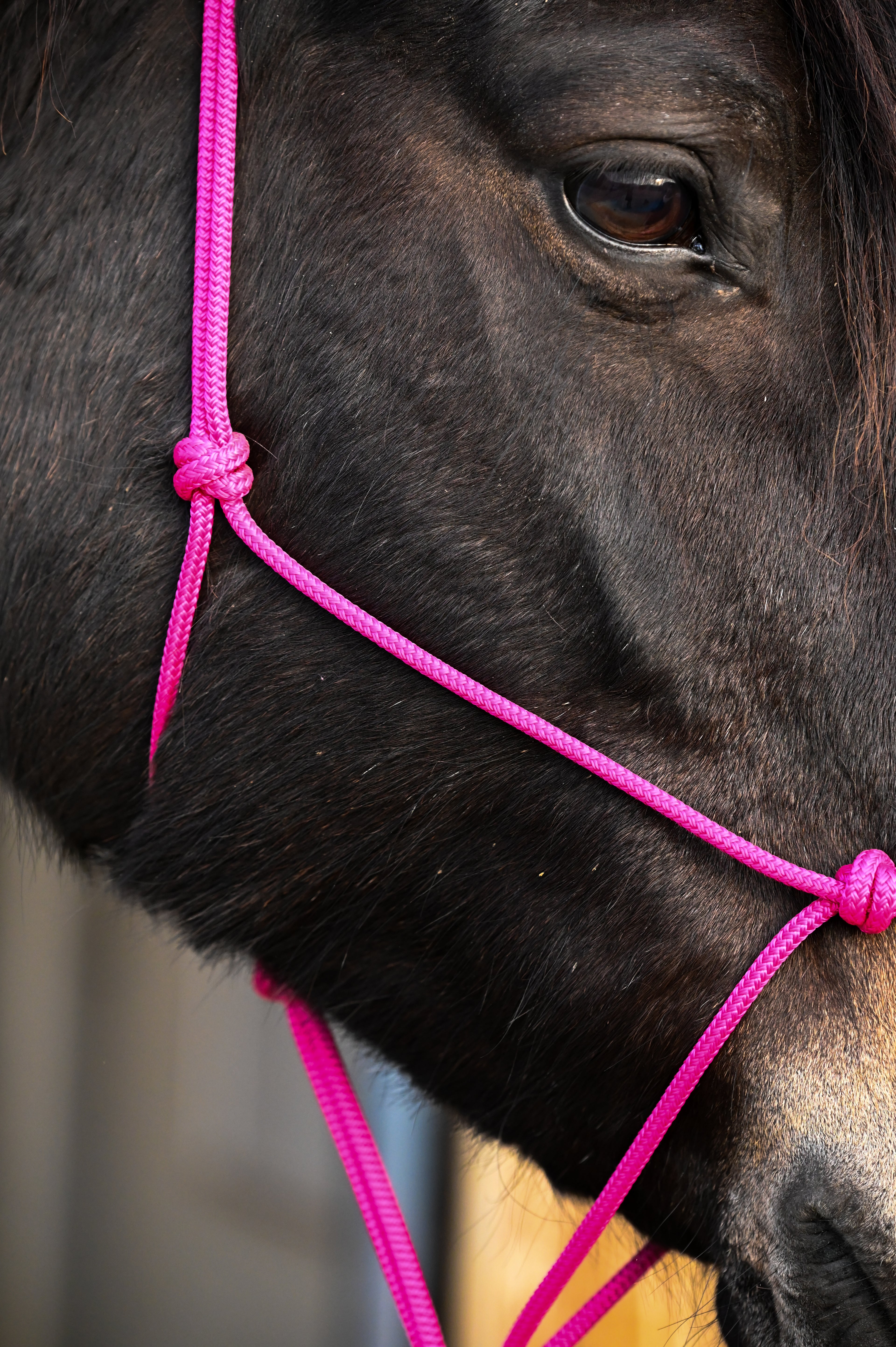 Licol Ethologique, Fushia - Brockamp