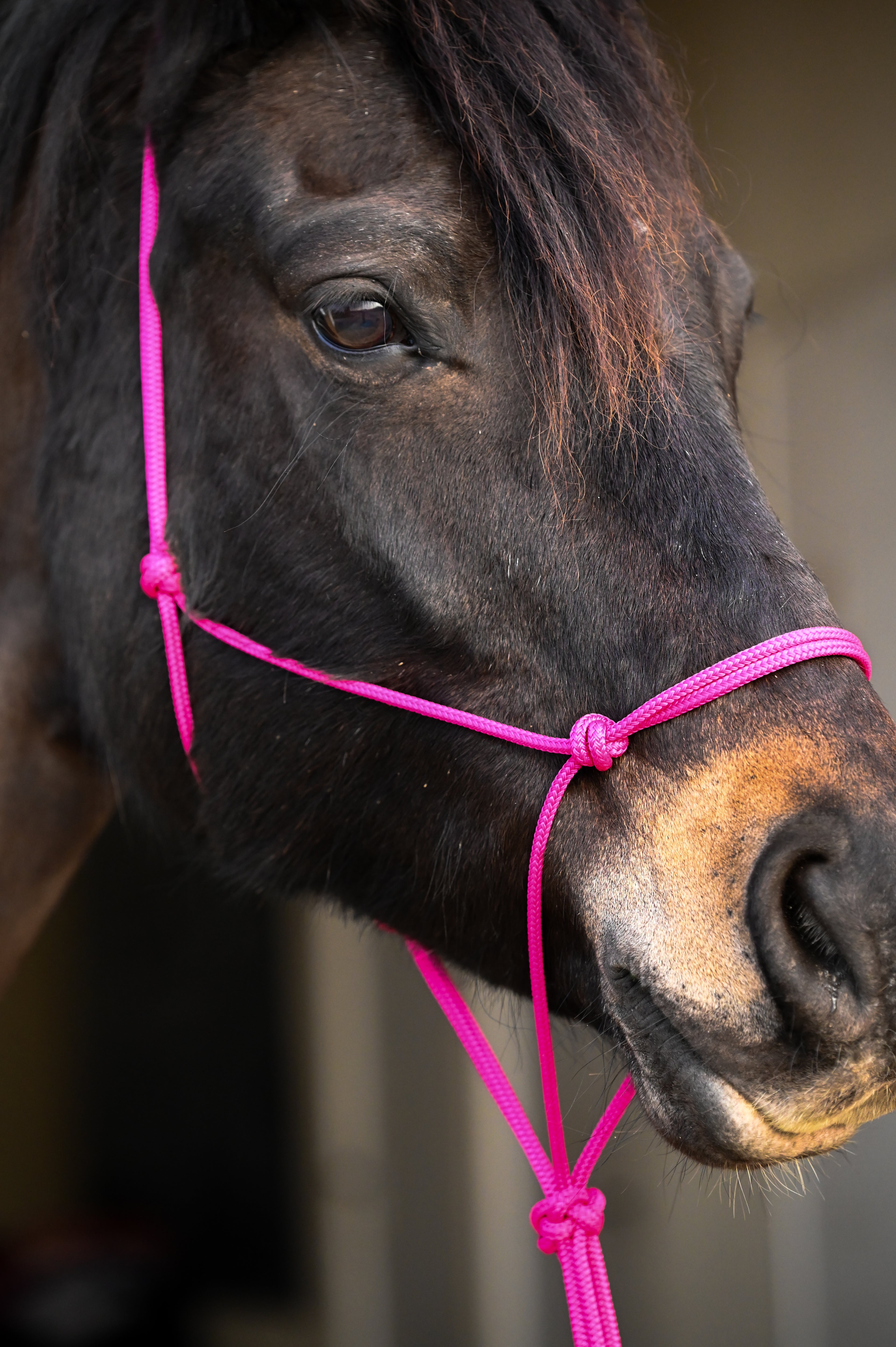 Licol Ethologique, Fushia - Brockamp