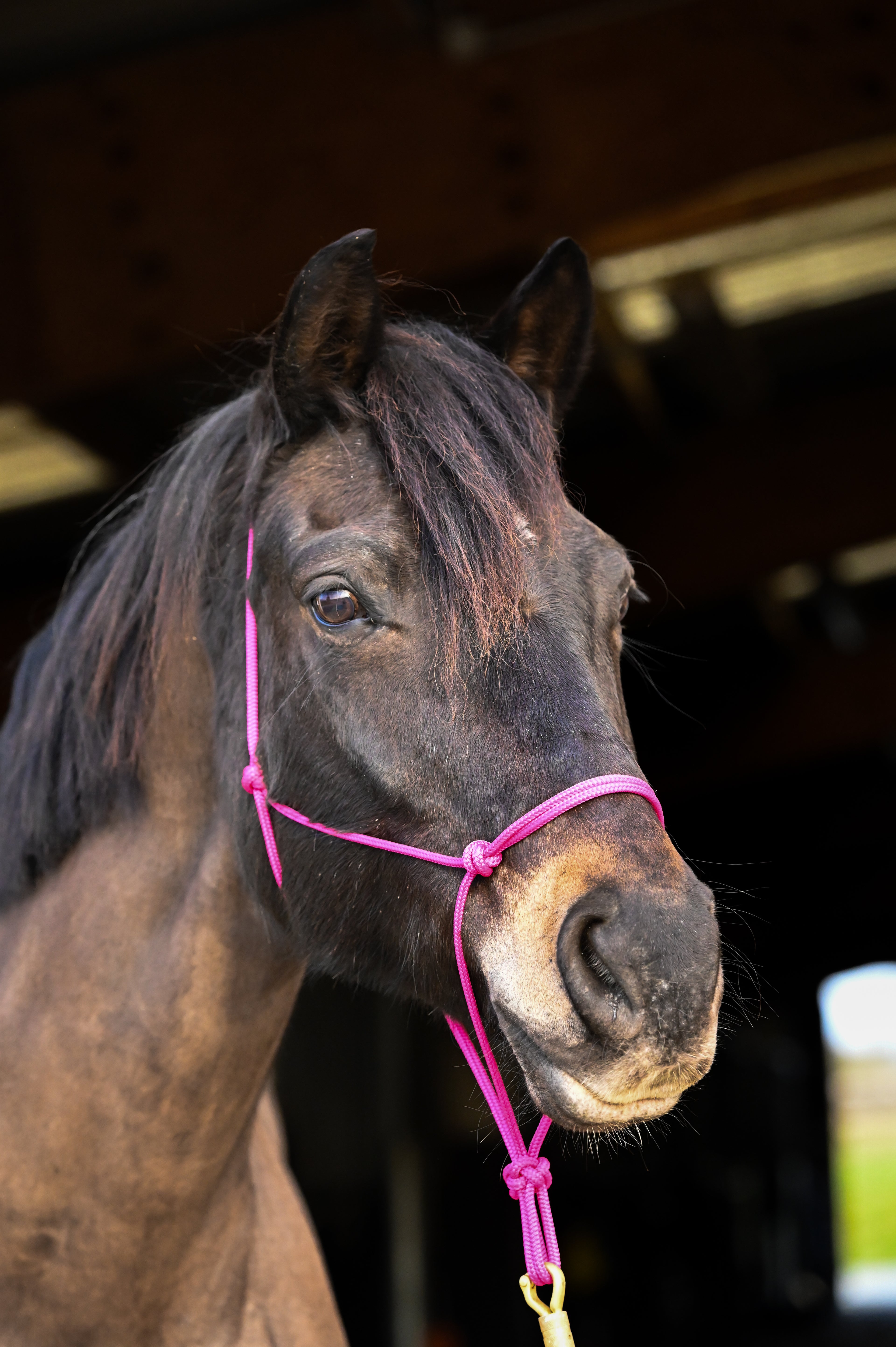 Licol Ethologique, Fushia - Brockamp