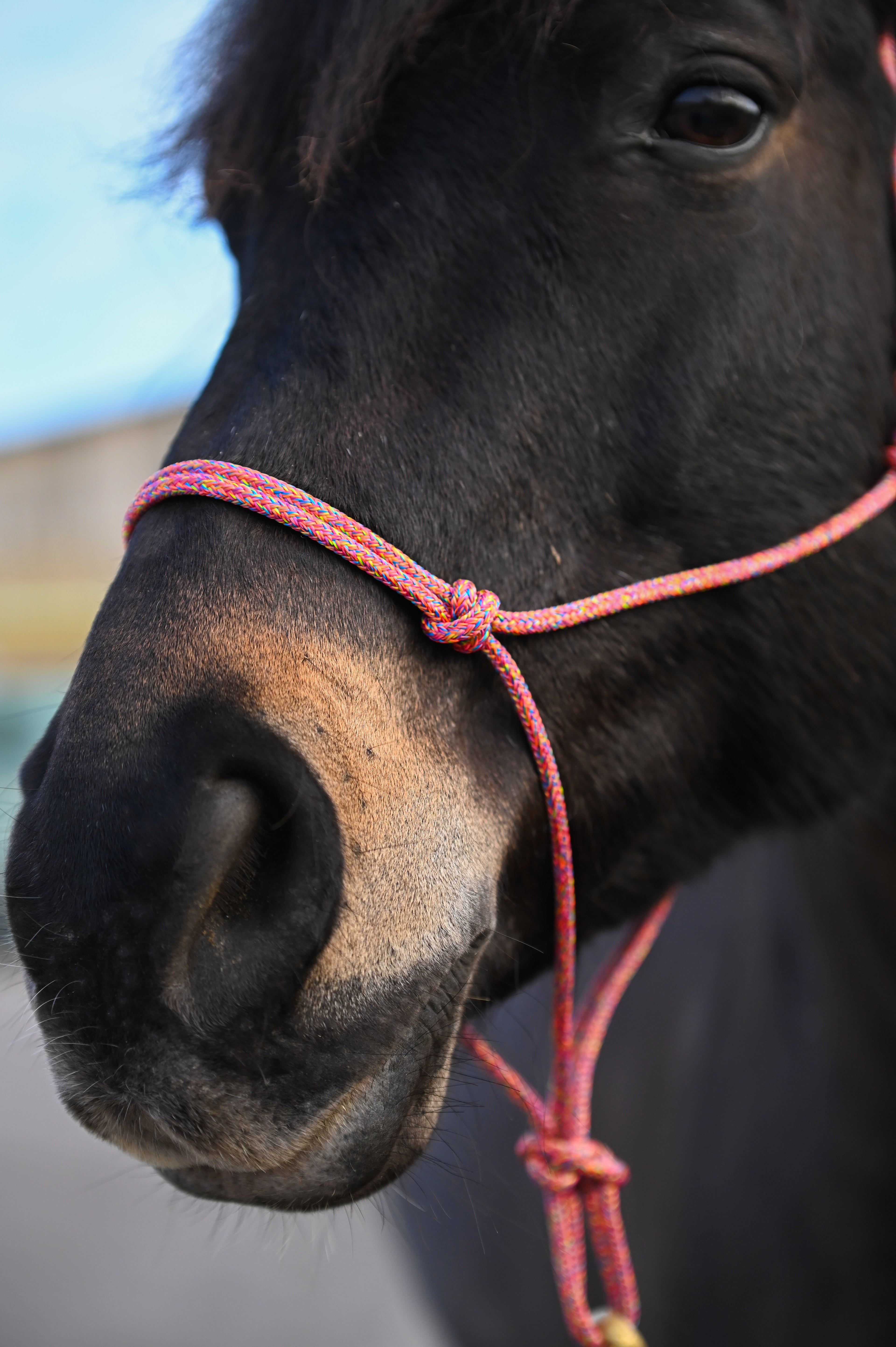 Licol Ethologique, Multicolore - Brockamp