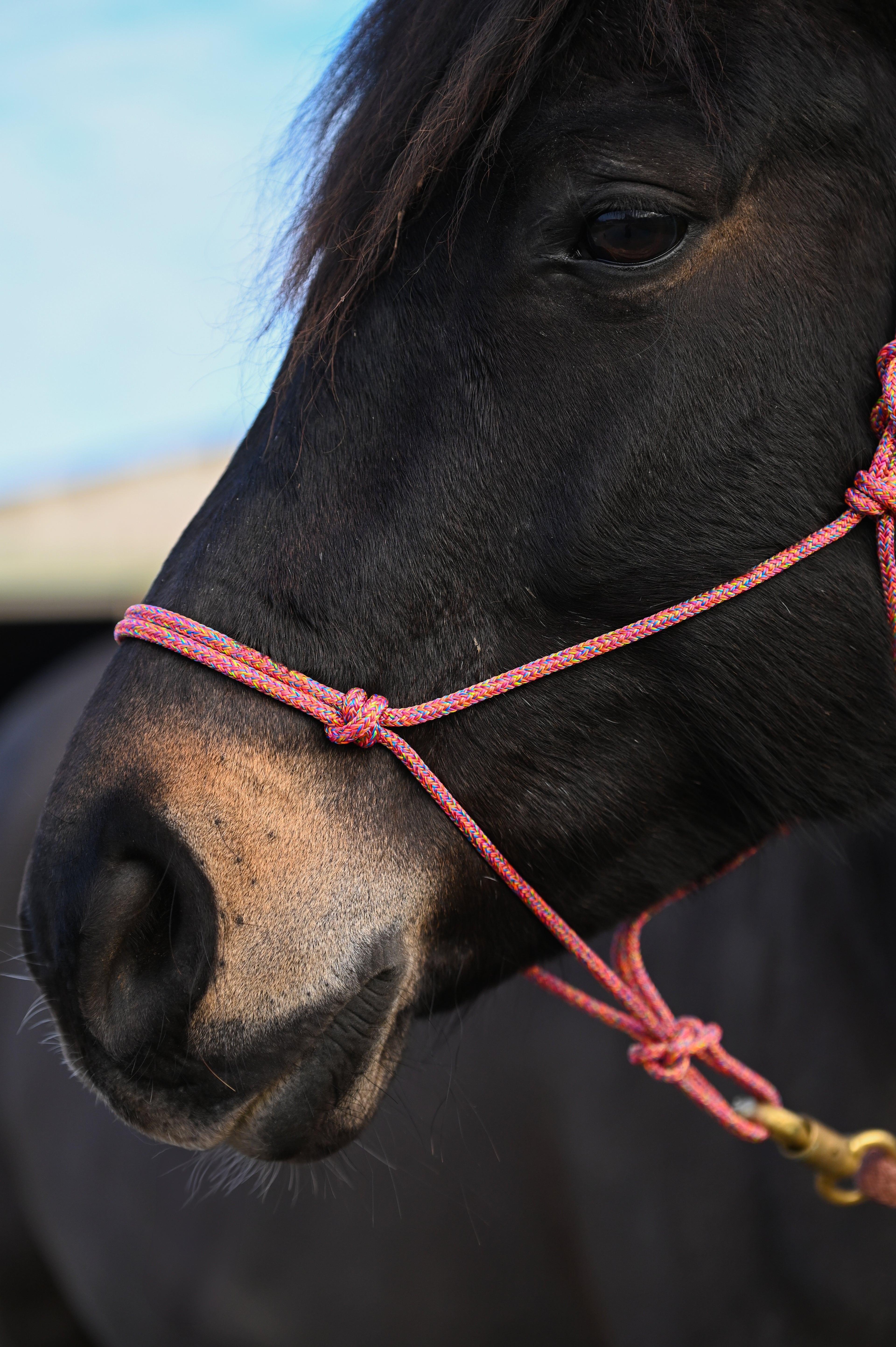 Licol Ethologique, Multicolore - Brockamp