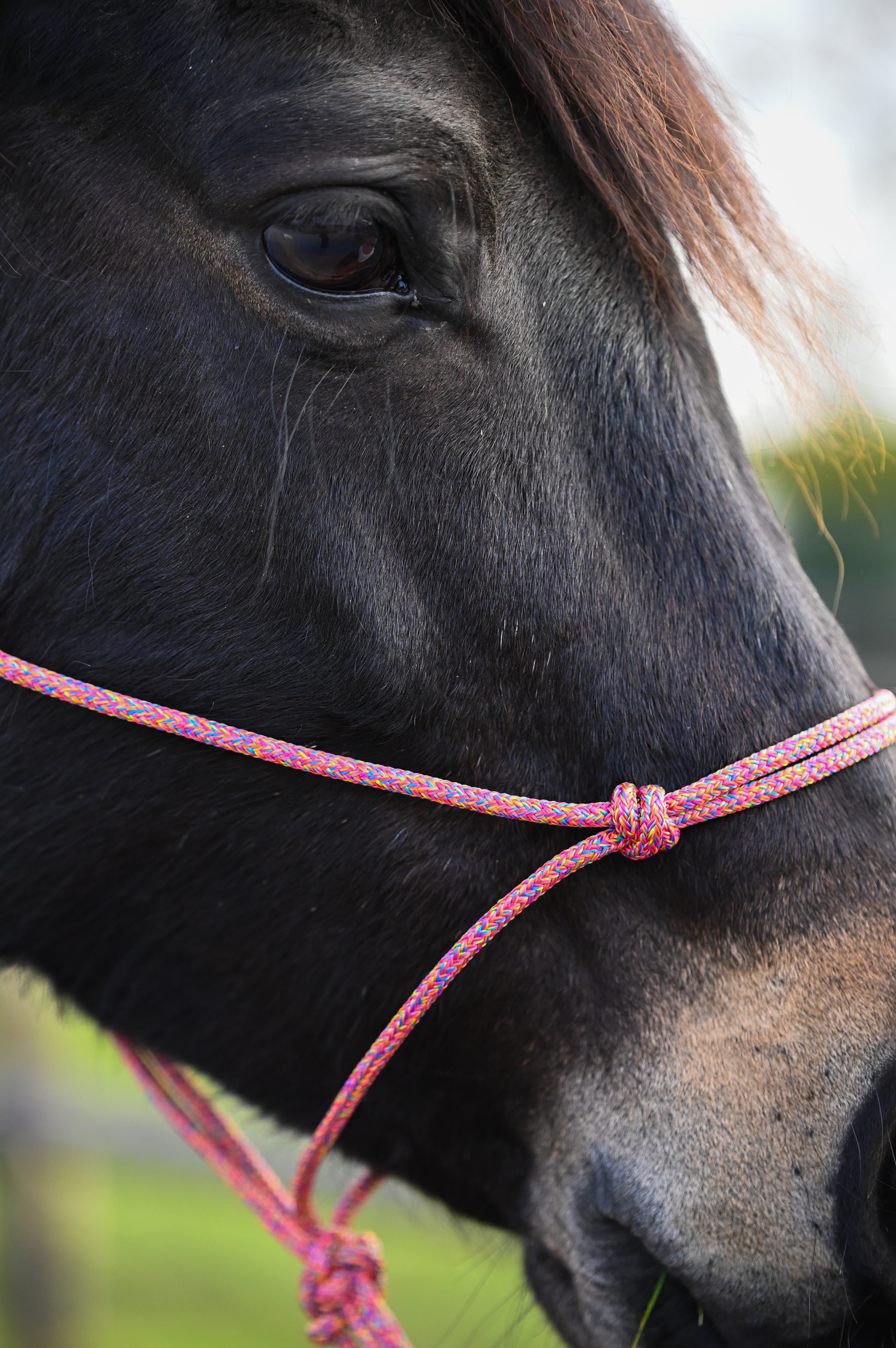 Licol Ethologique, Multicolore - Brockamp