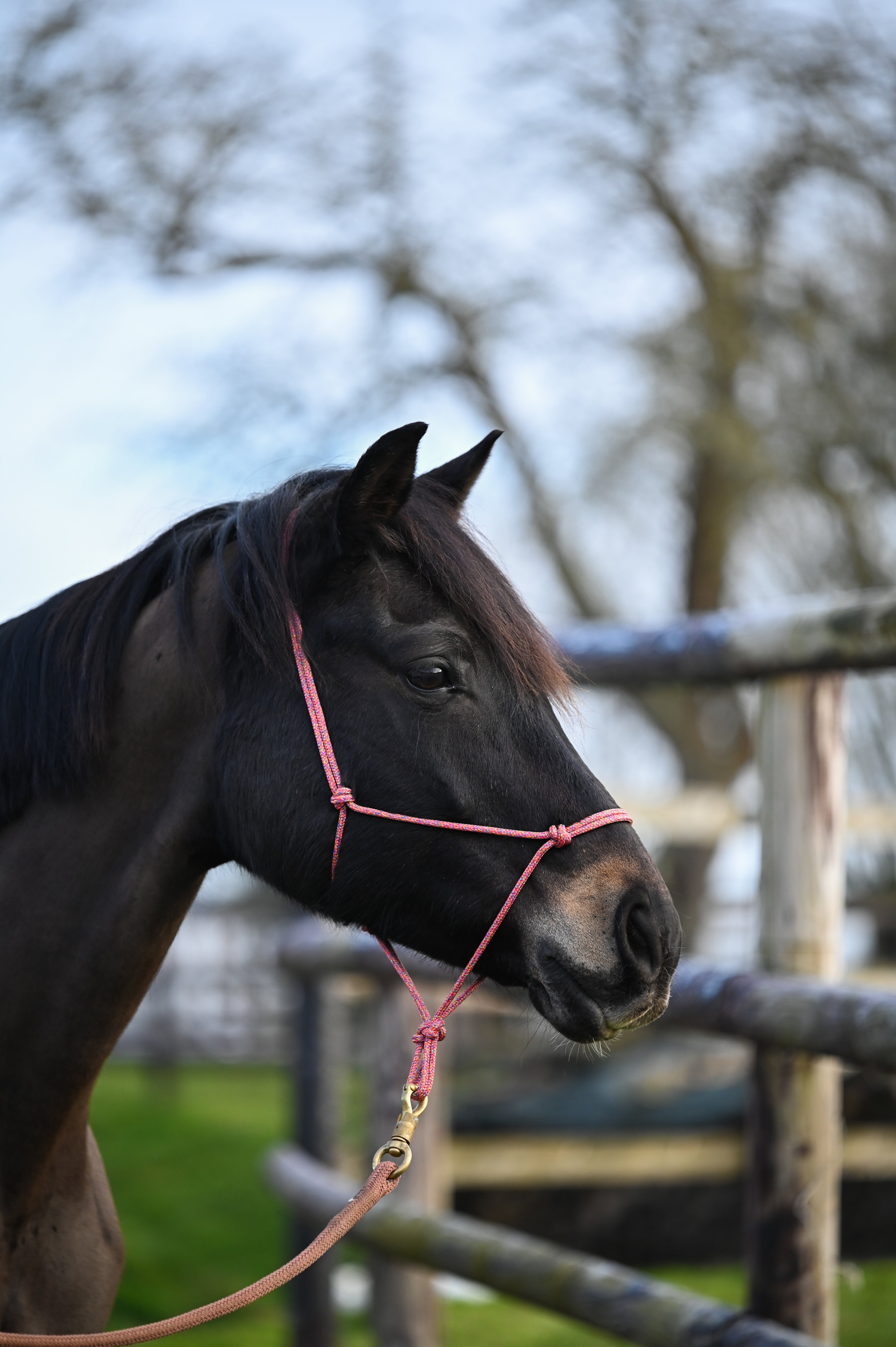 Licol Ethologique, Multicolore - Brockamp