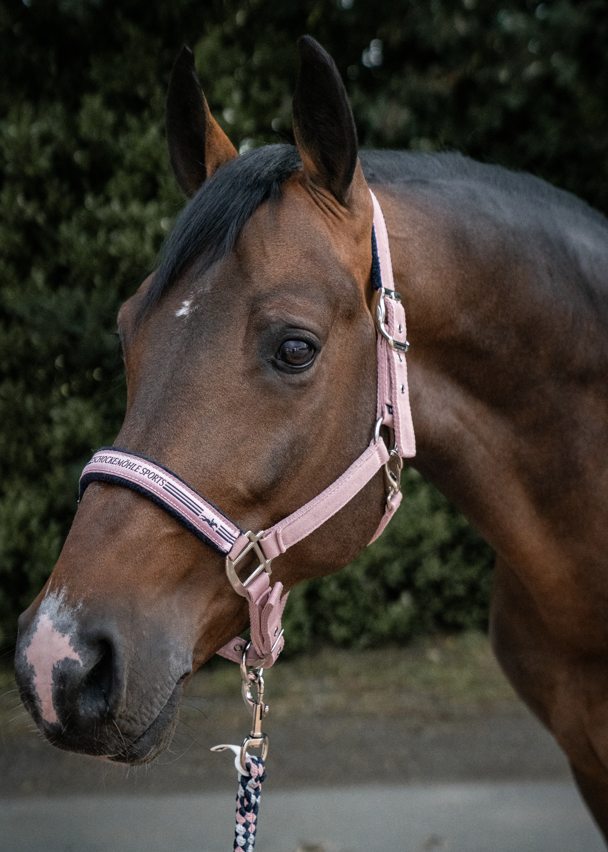 Licol Memphis II - Schockemöhle Spring/Summer 25