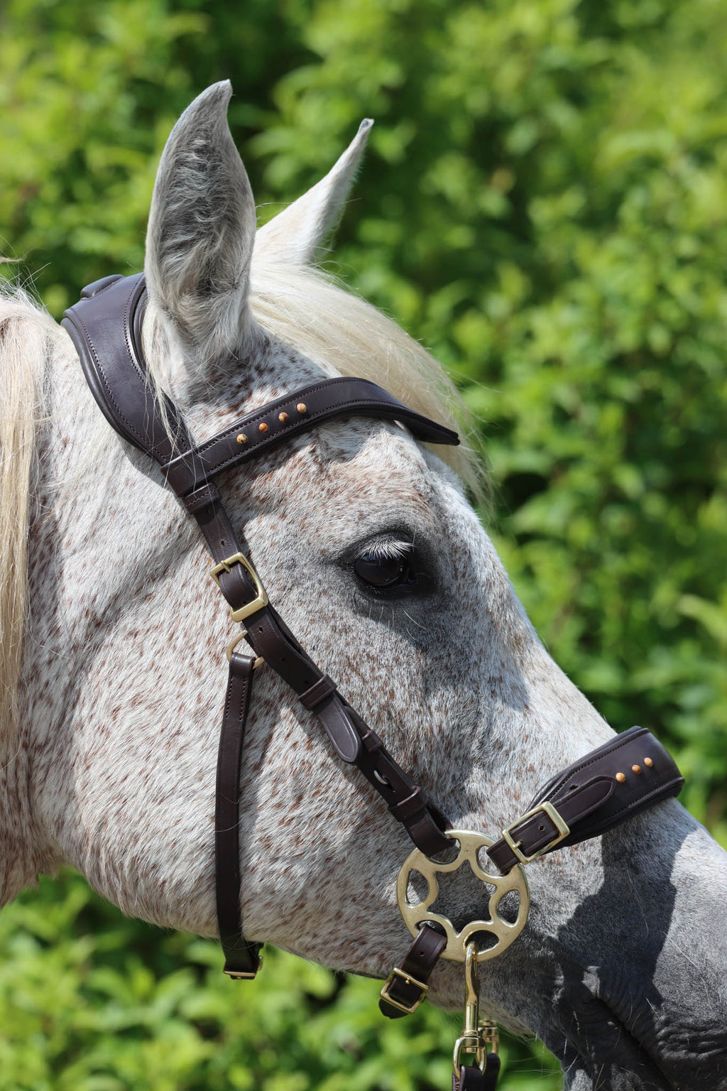 Sidepull Glory - F.R.A Freedom Riding Articles