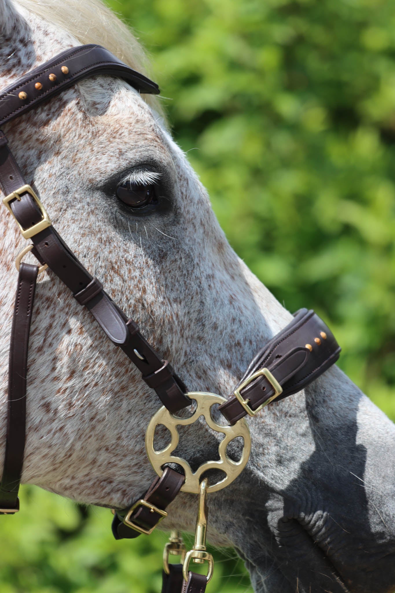 Sidepull Glory - F.R.A Freedom Riding Articles