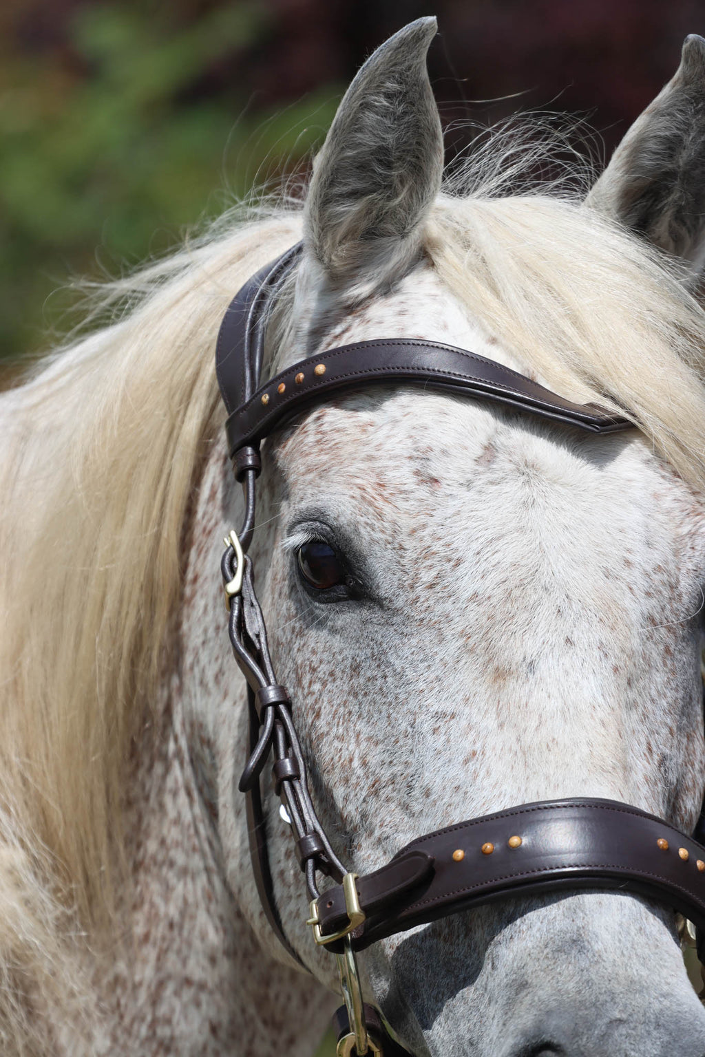 Sidepull Glory - F.R.A Freedom Riding Articles