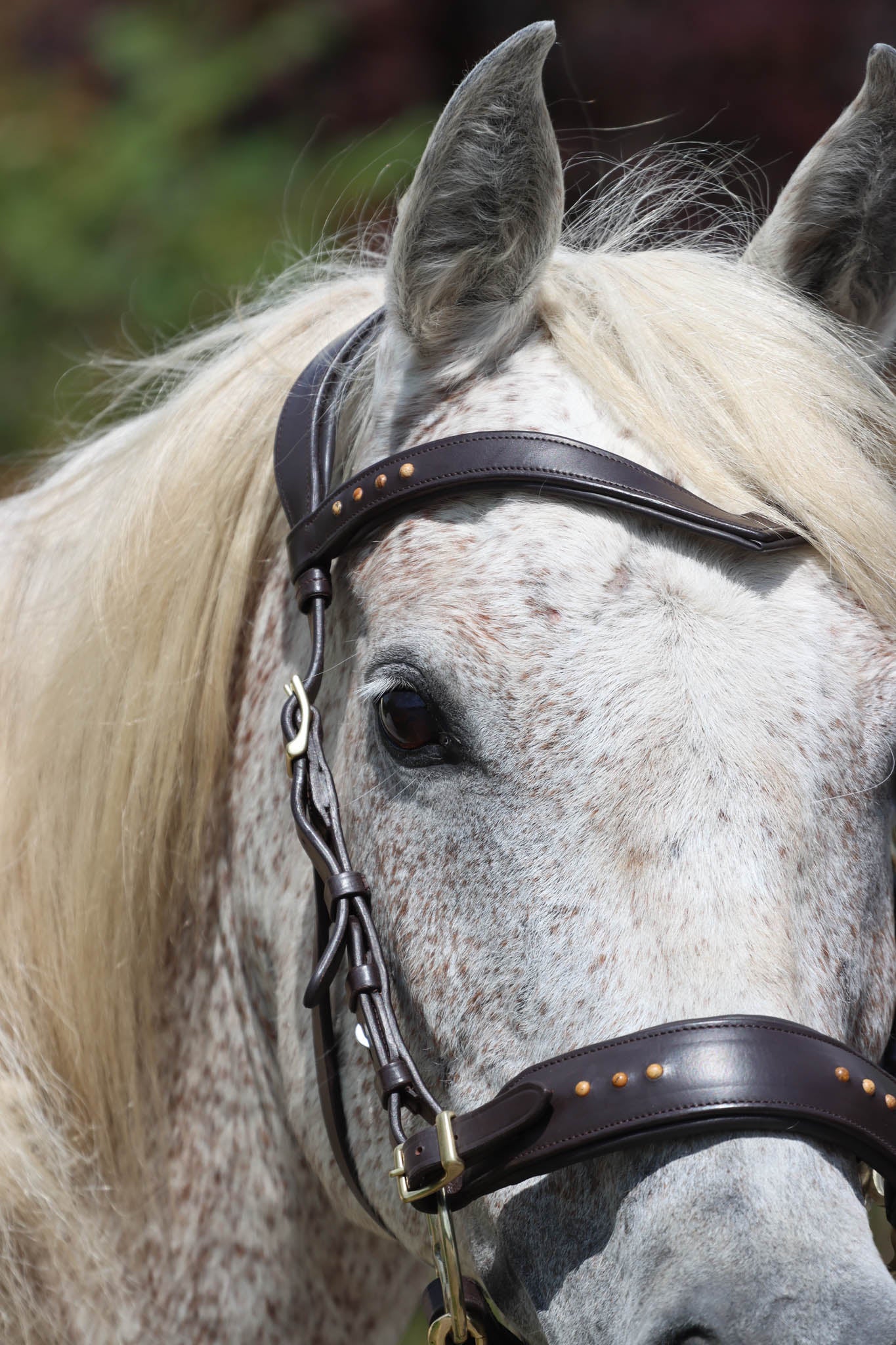 Sidepull Glory - F.R.A Freedom Riding Articles