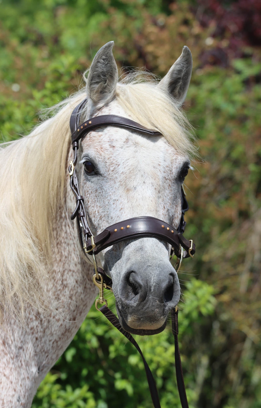 Sidepull Glory - F.R.A Freedom Riding Articles