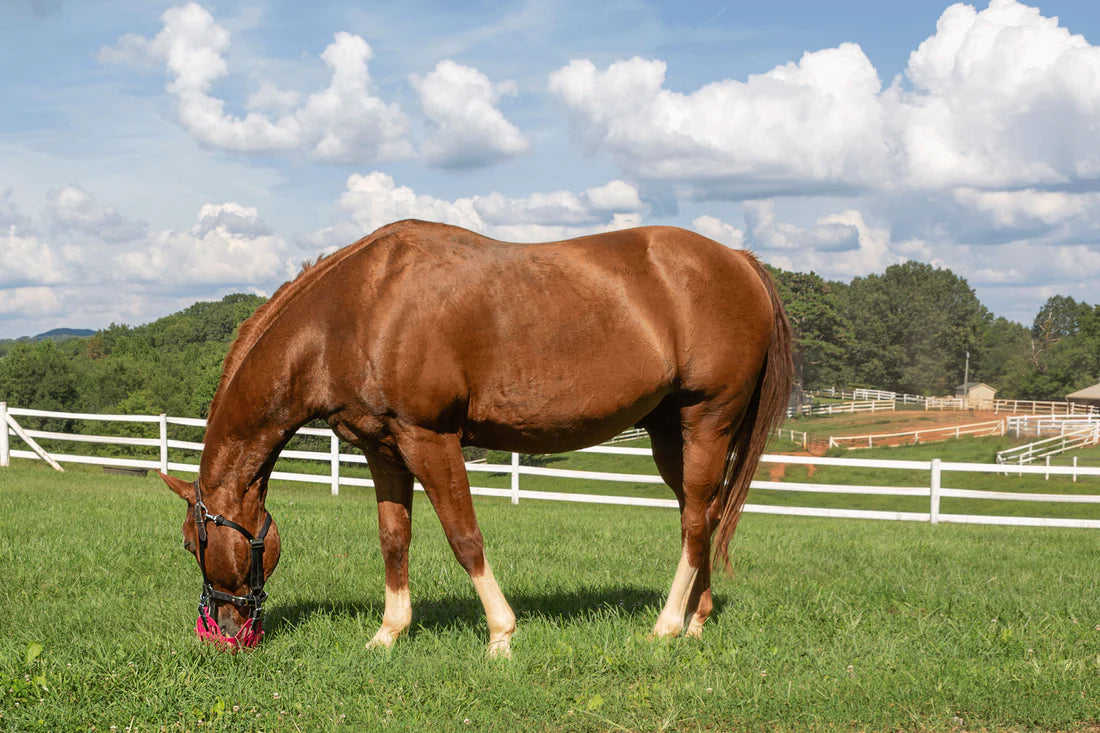 Muselière Shires Greenguard – GS Equestrian Muselière Shires Greenguard – GS Equestrian