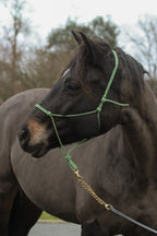 Licol Ethologique, Olive - Brockamp