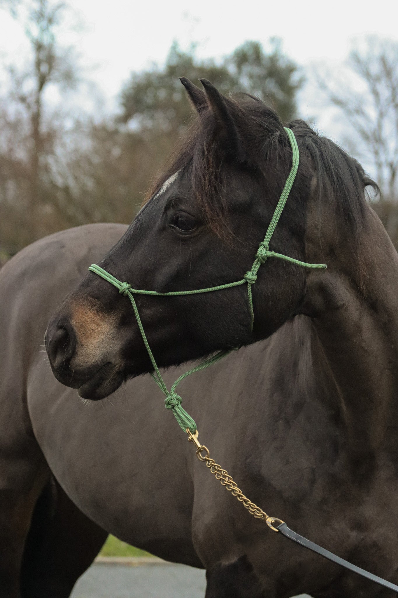 Licol Ethologique, Olive - Brockamp