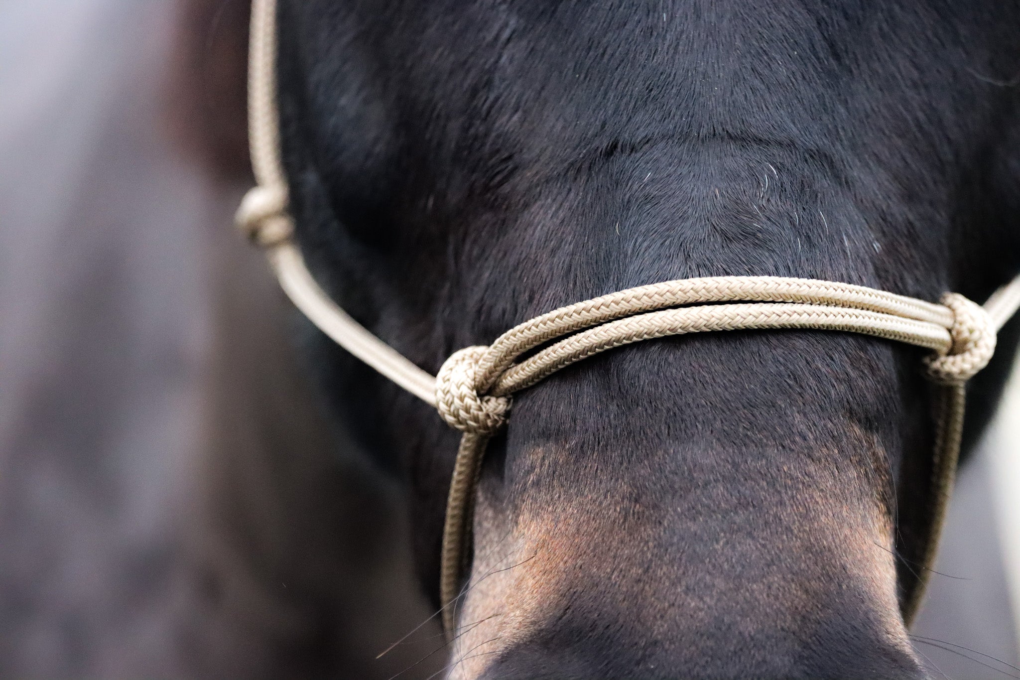 Licol Ethologique, Beige - Brockamp