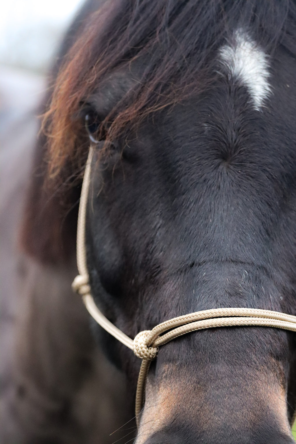 Ethological halter, Beige/Dark brown - Brockamp