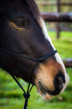 Brockamp licol éthologique Noir