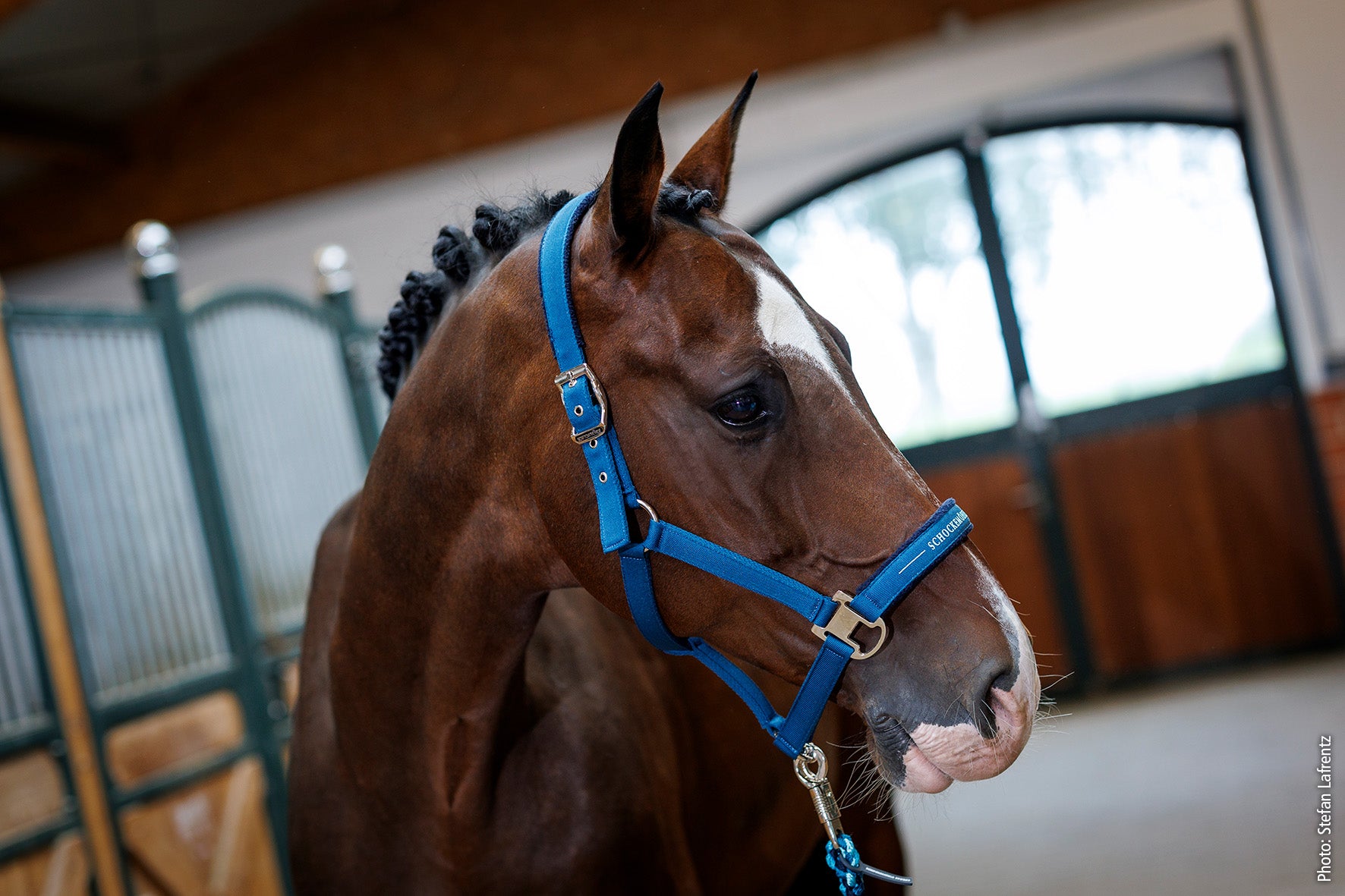 Licol SP Memphis Style III -  Schockemöhle SS26