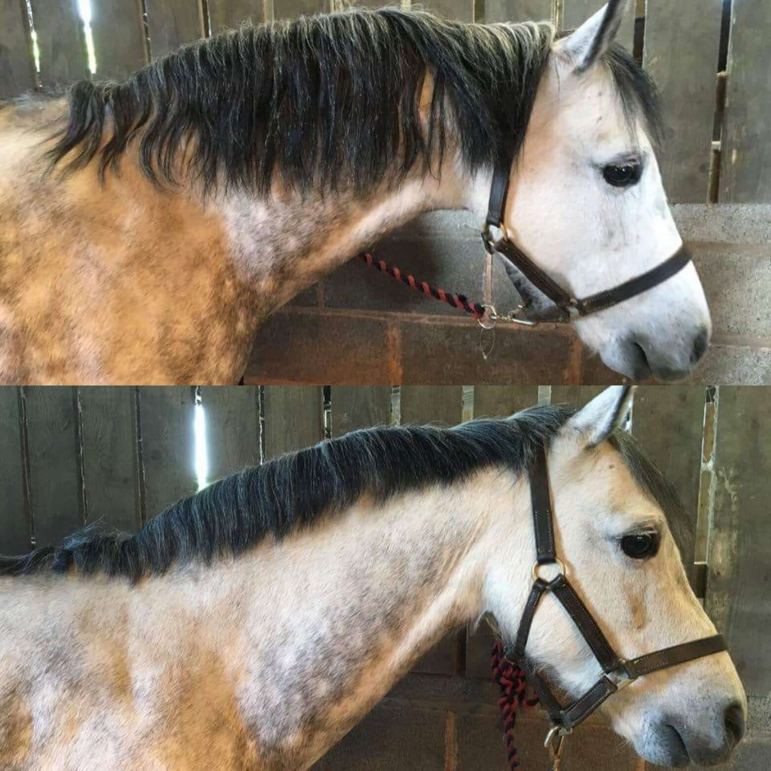 Smart Grooming Peigne désépaississant crinière