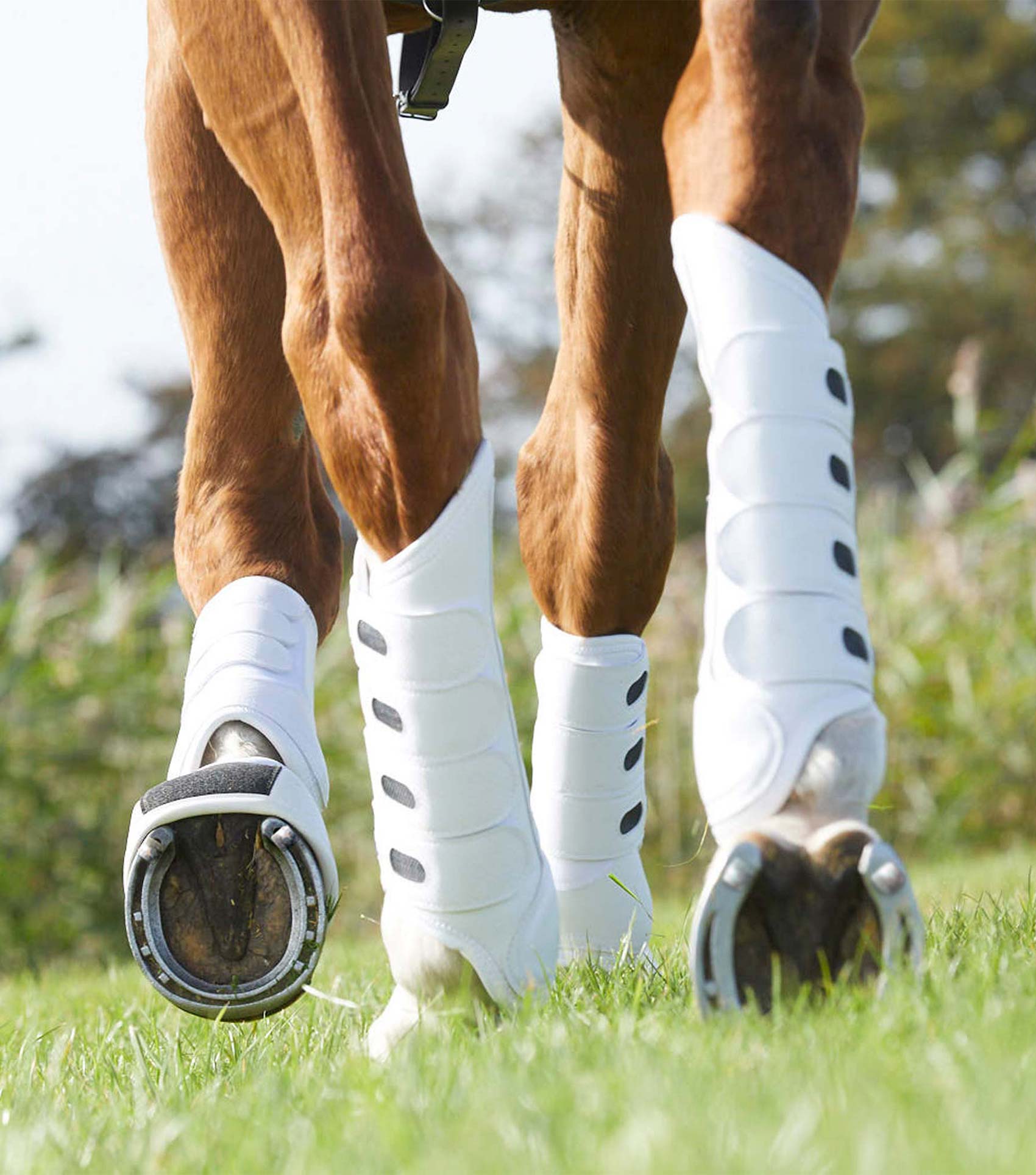 Crampons XL pointus , set de 4 - Premier Equine