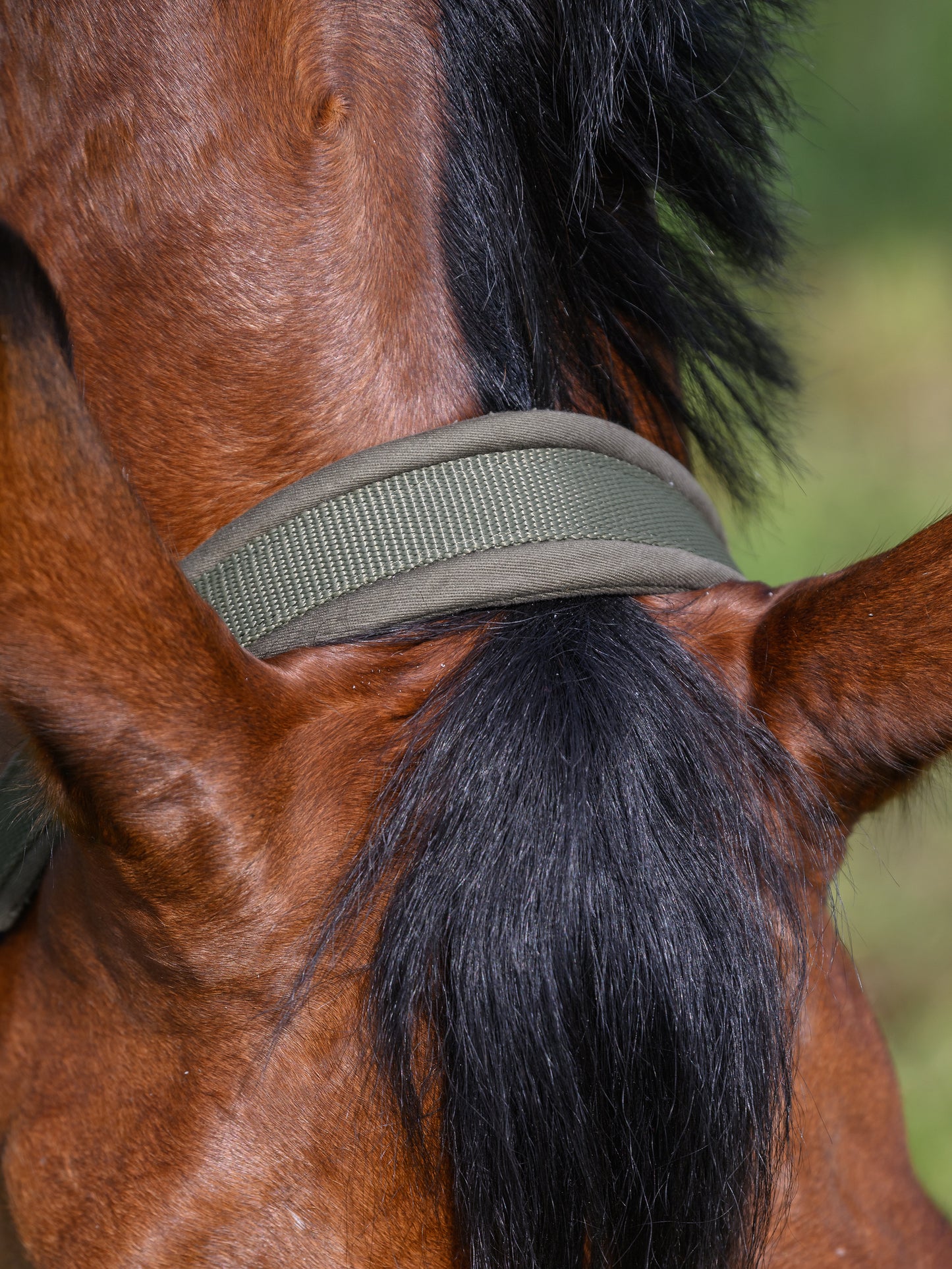 Set Licol et longe Yale, Olive - Tommy Hilfiger